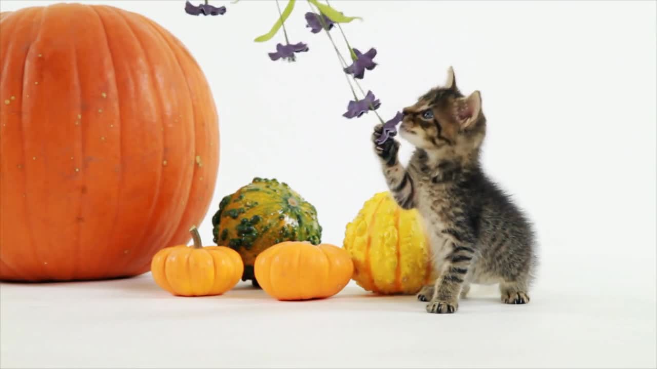 kitten swatting at a flower