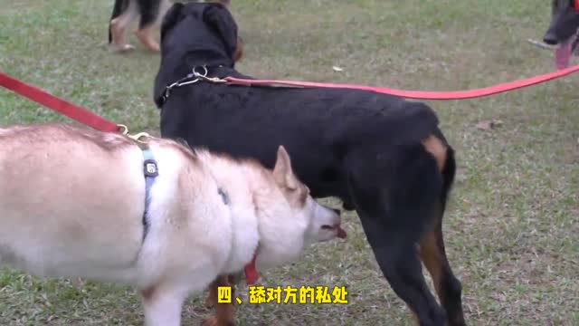 Interpretation of strange behavior of dogs