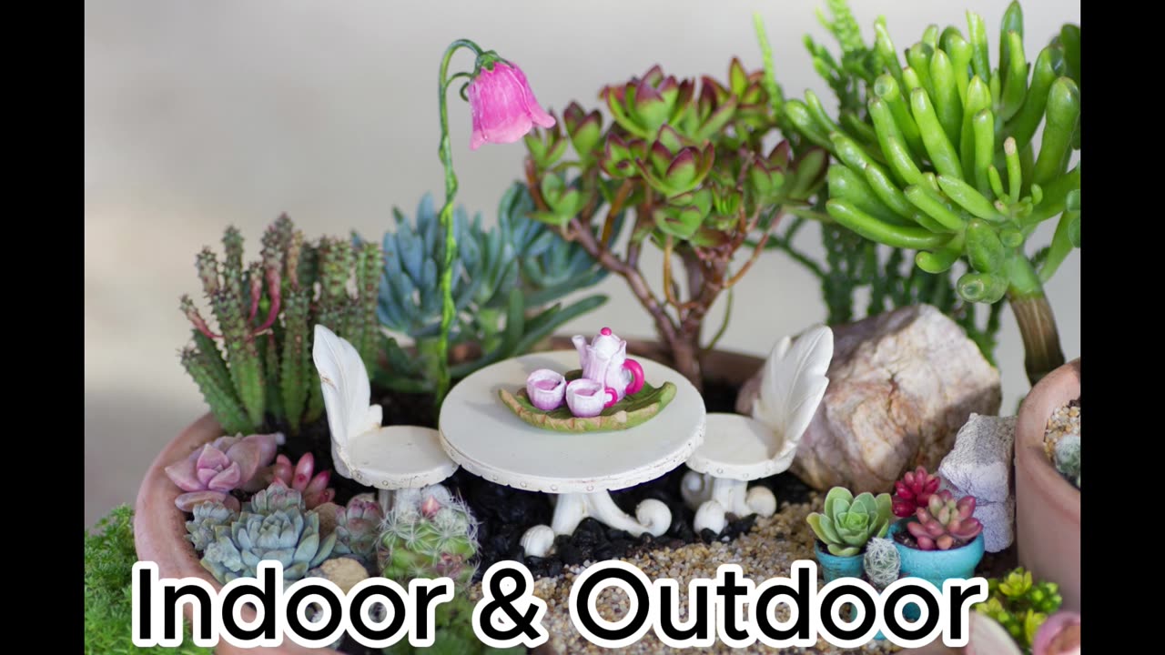 Succulent Care in Under a Minute