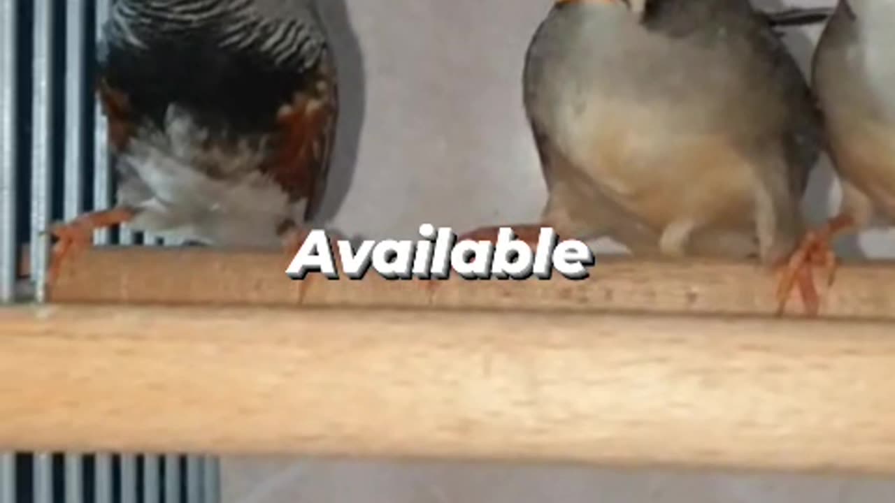 Beautiful imported finches pairs