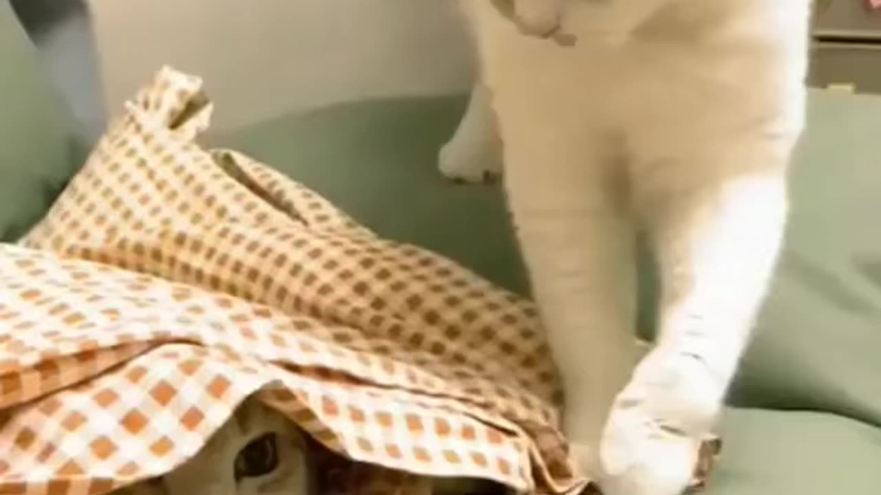 funny cats videos compilation try not to laugh😹