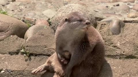 So adorable otter, playing with rock 😁