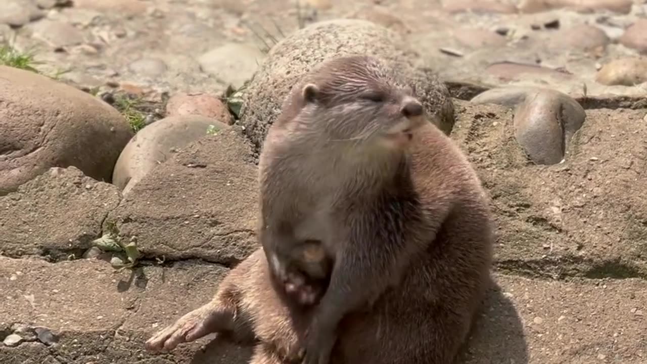 So adorable otter, playing with rock 😁