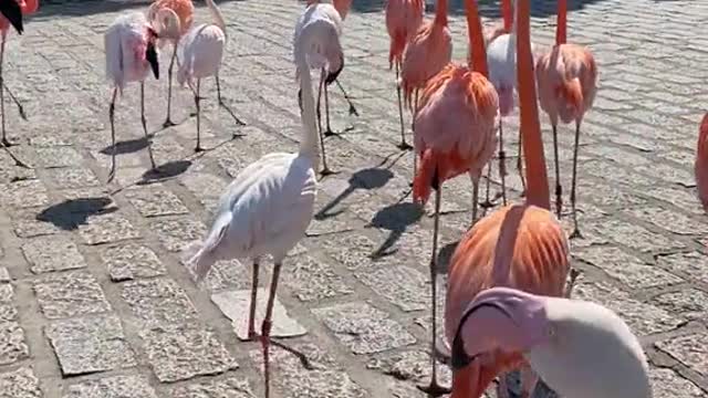 Pink and white flamingos