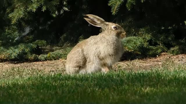 rabbit in forrest