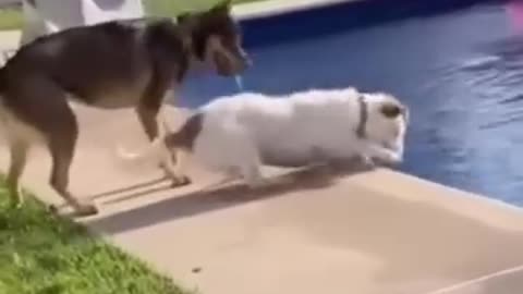 Funny video cats&dogs