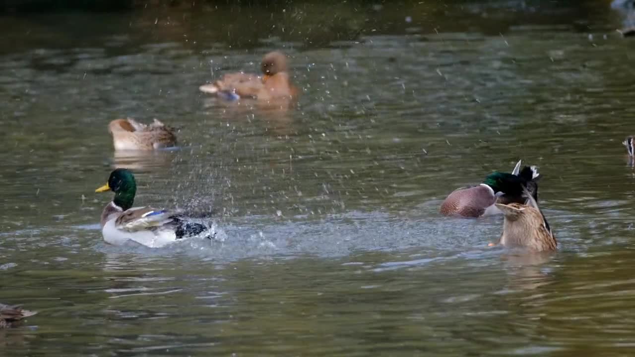 Ducks fun water