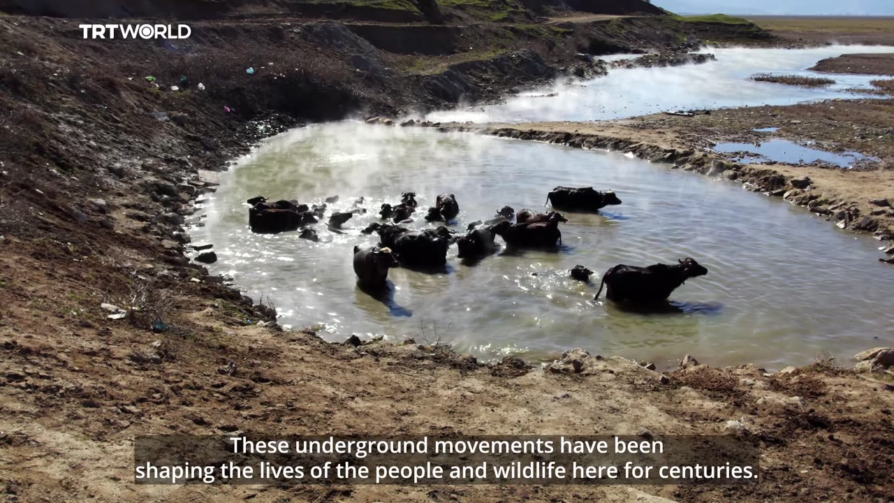 Echoes of Anatolia: Bathing With Buffaoloes