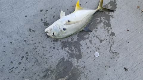 Fishing for Jack Crevalle schools