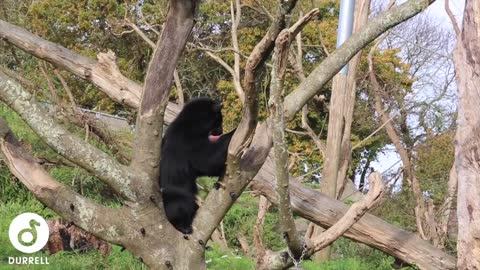 Halloween at Jersey Zoo