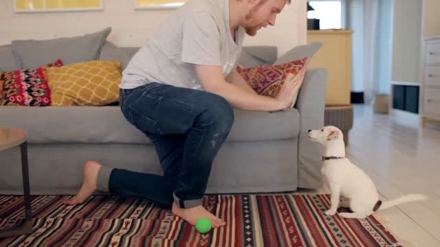 Basic Dog Training – TOP 10 Essential Commands Every Dog Should Know!