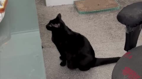 Adopting a Cat from a Shelter Vlog - Cute Precious Piper is Making an Important Decision #shorts