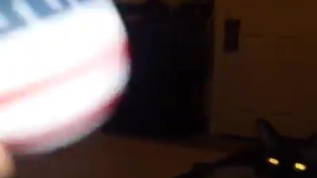 awesome Kitten smart efficient at playing fetch