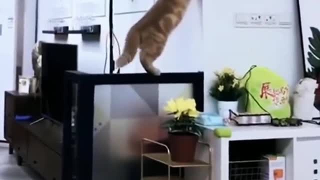 At the moment when the kitten falls, you can feel pain across the screen