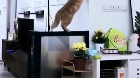 At the moment when the kitten falls, you can feel pain across the screen
