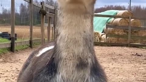 #alpacasoftiktok #babyalpaca