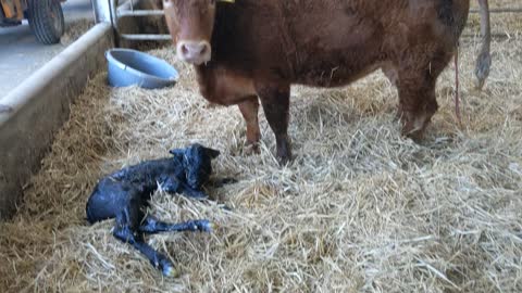 New calf on the farm.