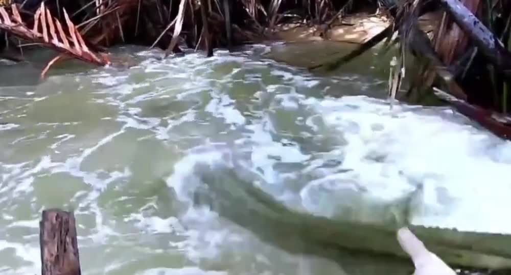 The wild metapenaeus ensis is flooding in Indonesia