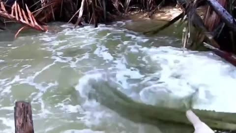 The wild metapenaeus ensis is flooding in Indonesia