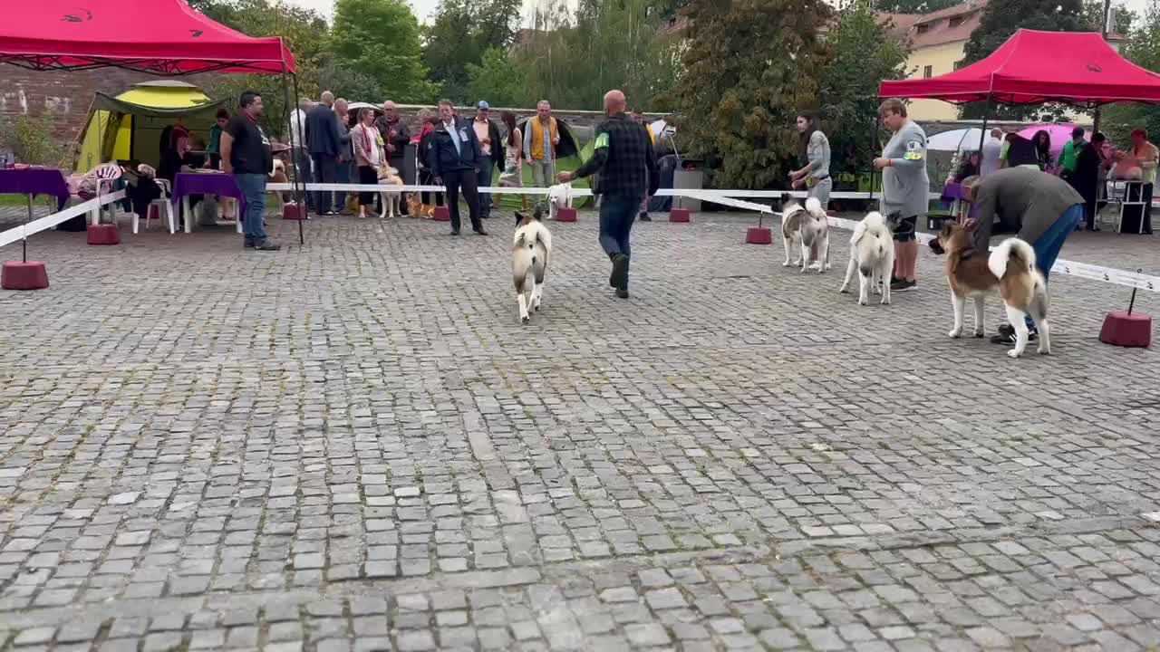 American Akita at a dog show😎