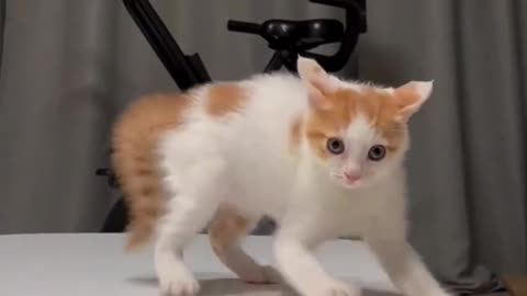 Silly Kitty on table and friends