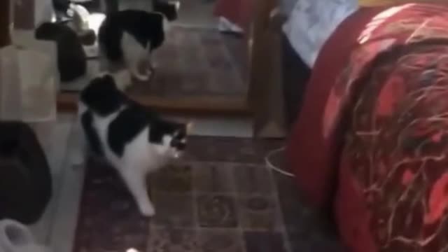 It was supposed to scare, but it scared the cat