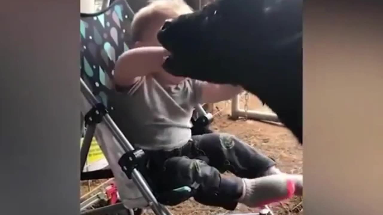 Babies and Fur Babies: A Match Made in Heaven