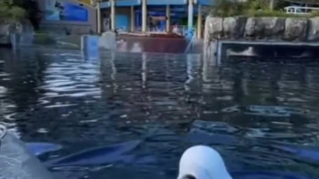 Why does this dolphin spit water on the shore?