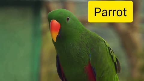 Learn animals name for toddlers | animals name and sound | animals name in english