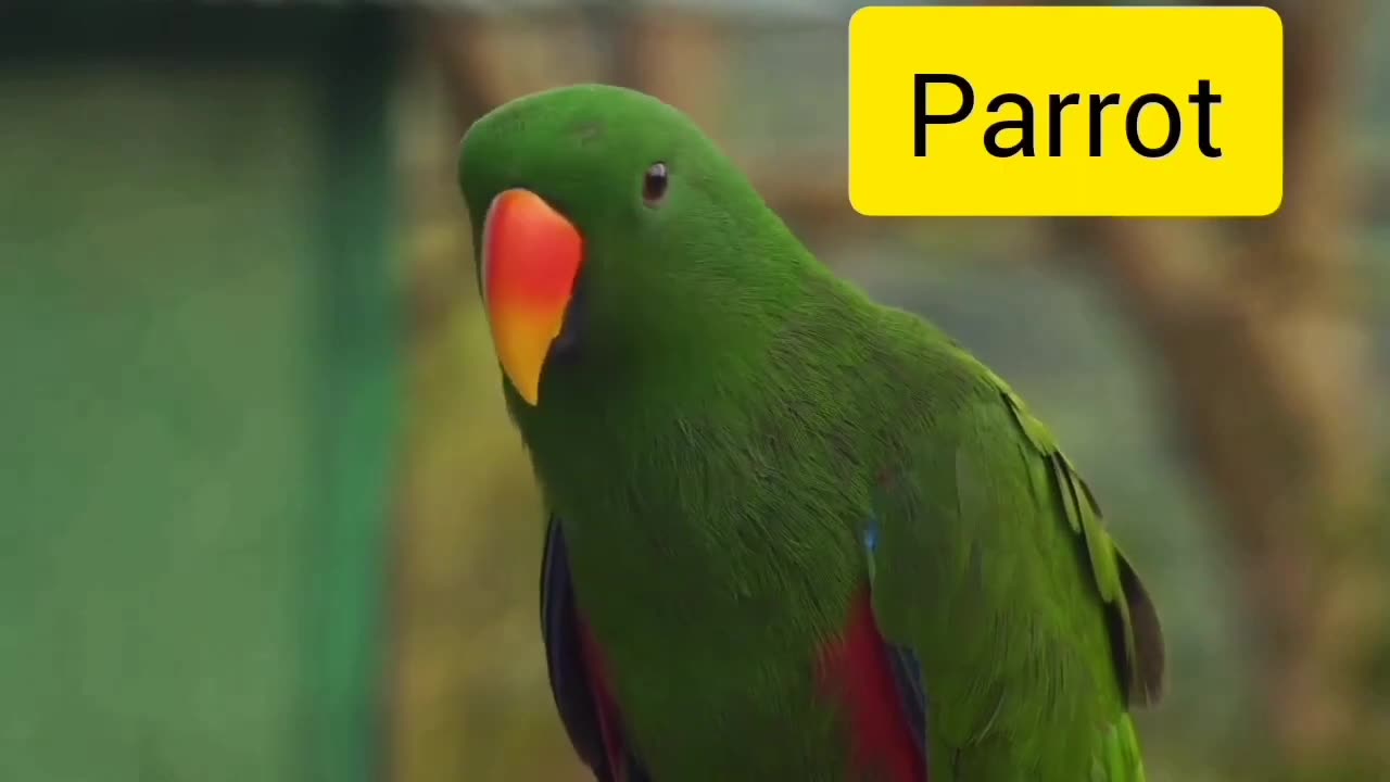 Learn animals name for toddlers | animals name and sound | animals name in english