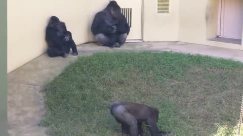 Huge Male Gorilla Gazes At A Female And Asks Her To Mate❤️ | Shabani & Ai