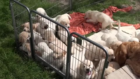 Labrador cute puppies