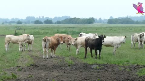 COWS MOOING AND GRAZING IN A FIELD