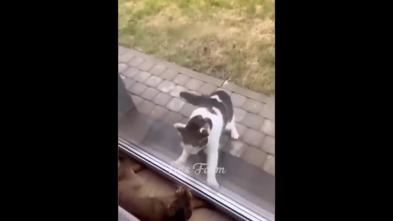 Funny dog and cats videos