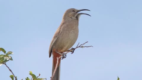 Crissal Thrasher Song Video