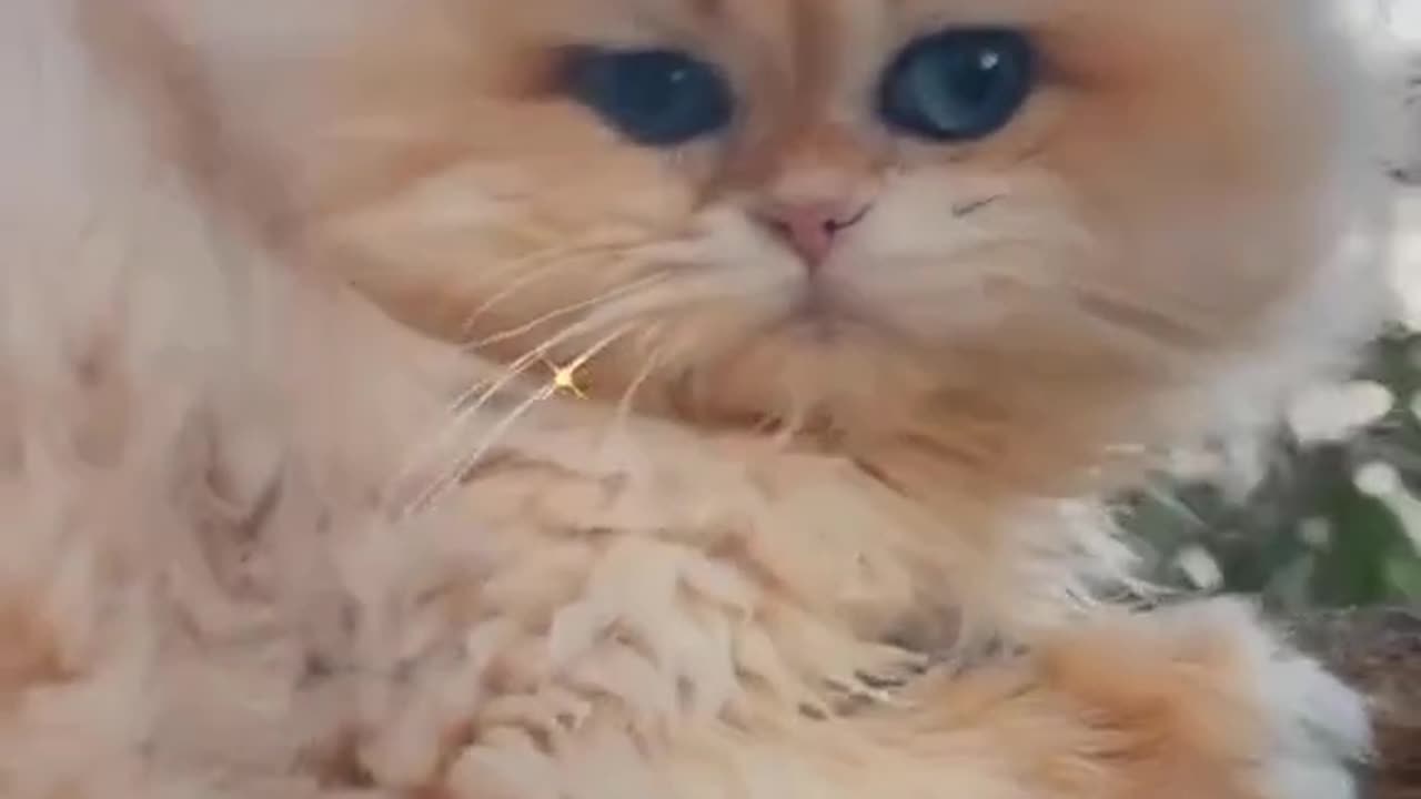 Cute cat videos