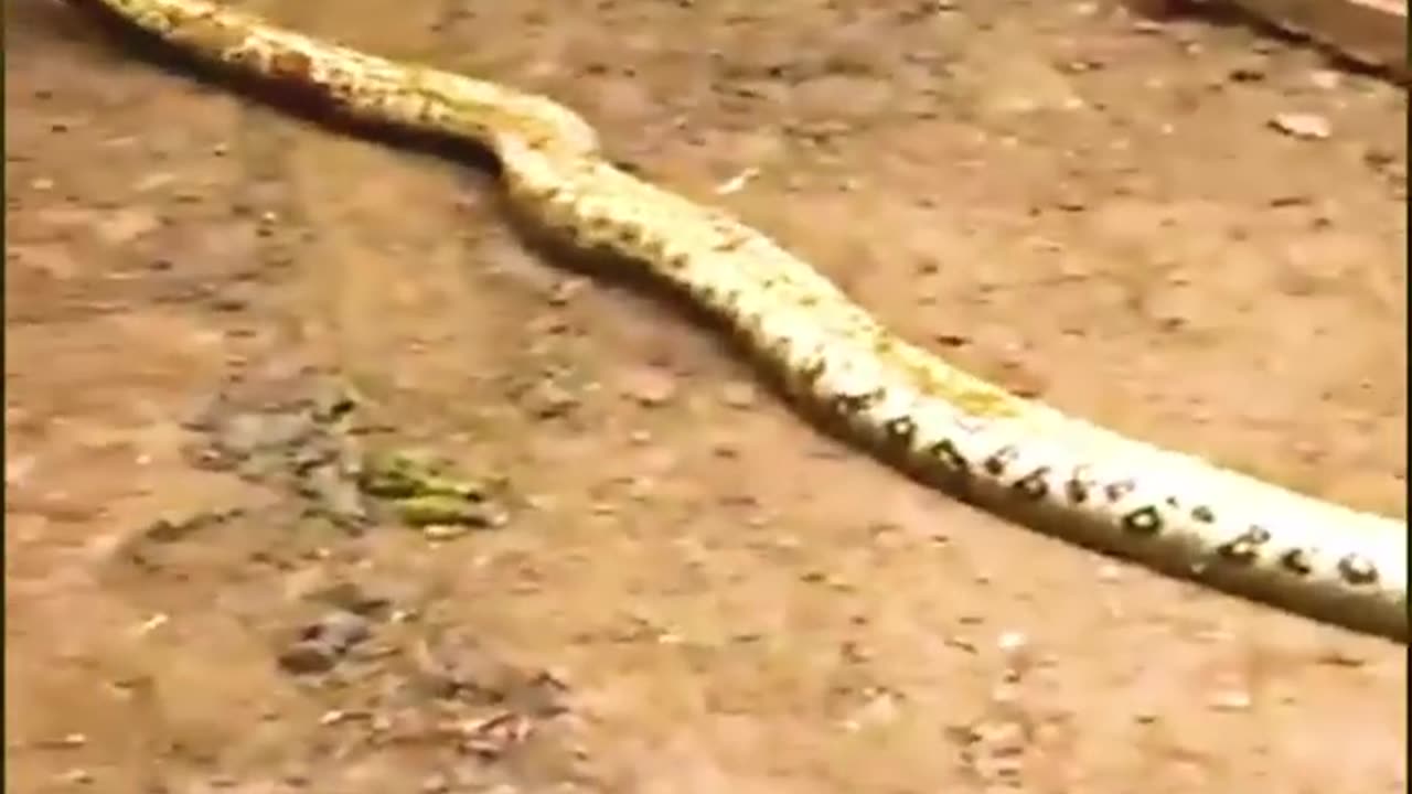 OMG! Giant snake is attacking a calf