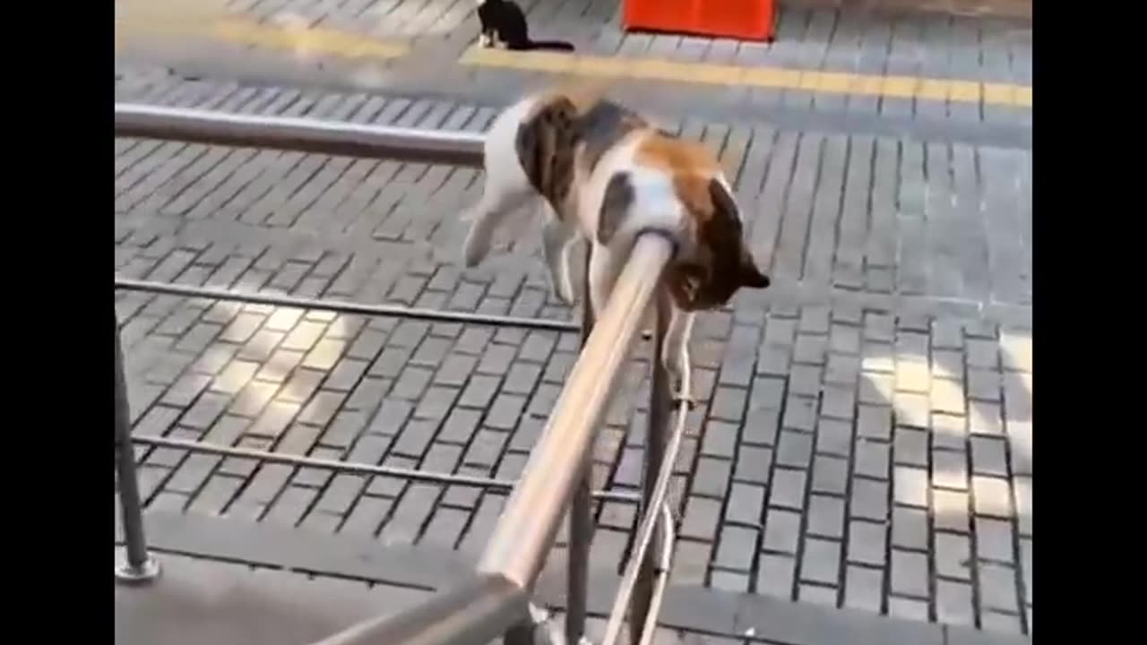 Funniest Cats 😹 - Don't try to hold back Laughter 😂 - Funny Cats Life