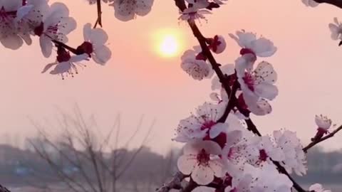 beauty of apricot flowers