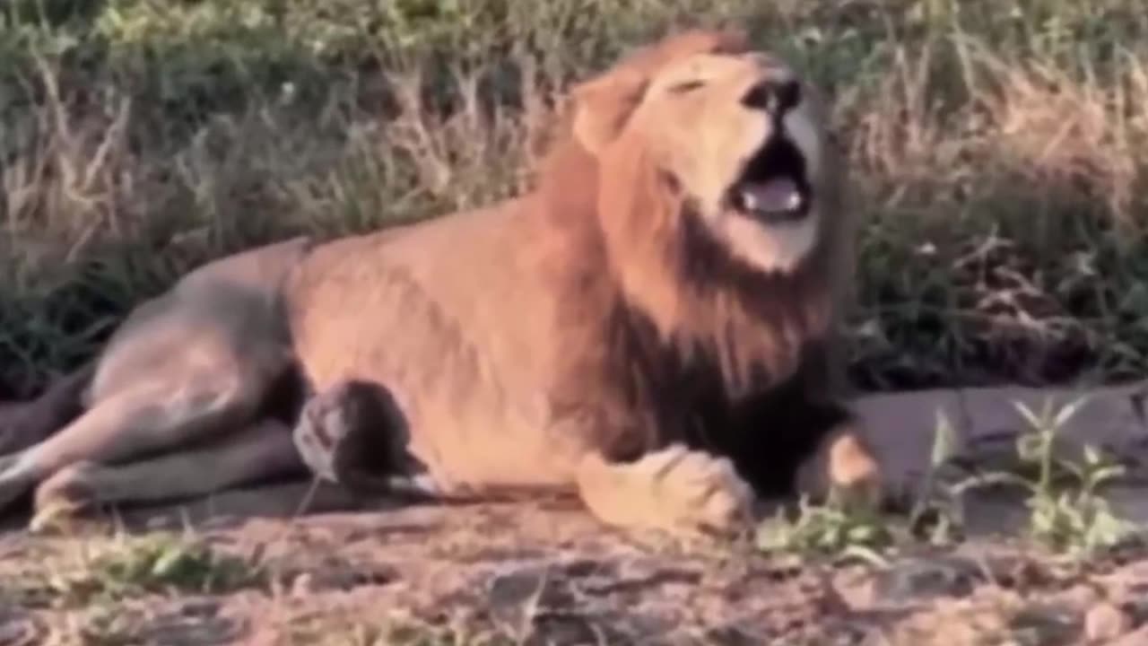 Injured Lion Fights Wild Buffalo,The Hunter Fails Before The Ferocious Prey part1