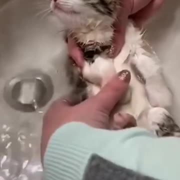Cute cat takes a bath���� _CUTE_