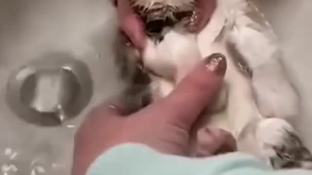 Cute cat takes a bath���� _CUTE_