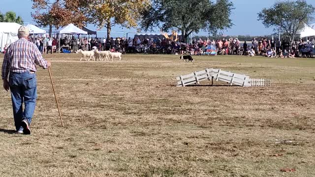 Working dog demo