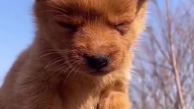 WOWWW Cute Adorable Puppy So Sleepy