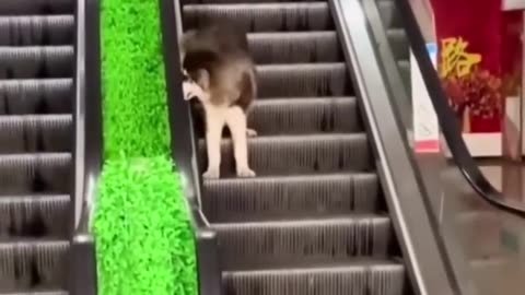 Funny video