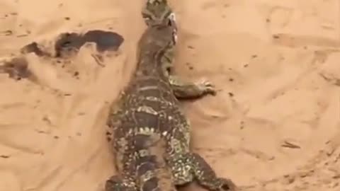 Snake Finishes Off Lizard