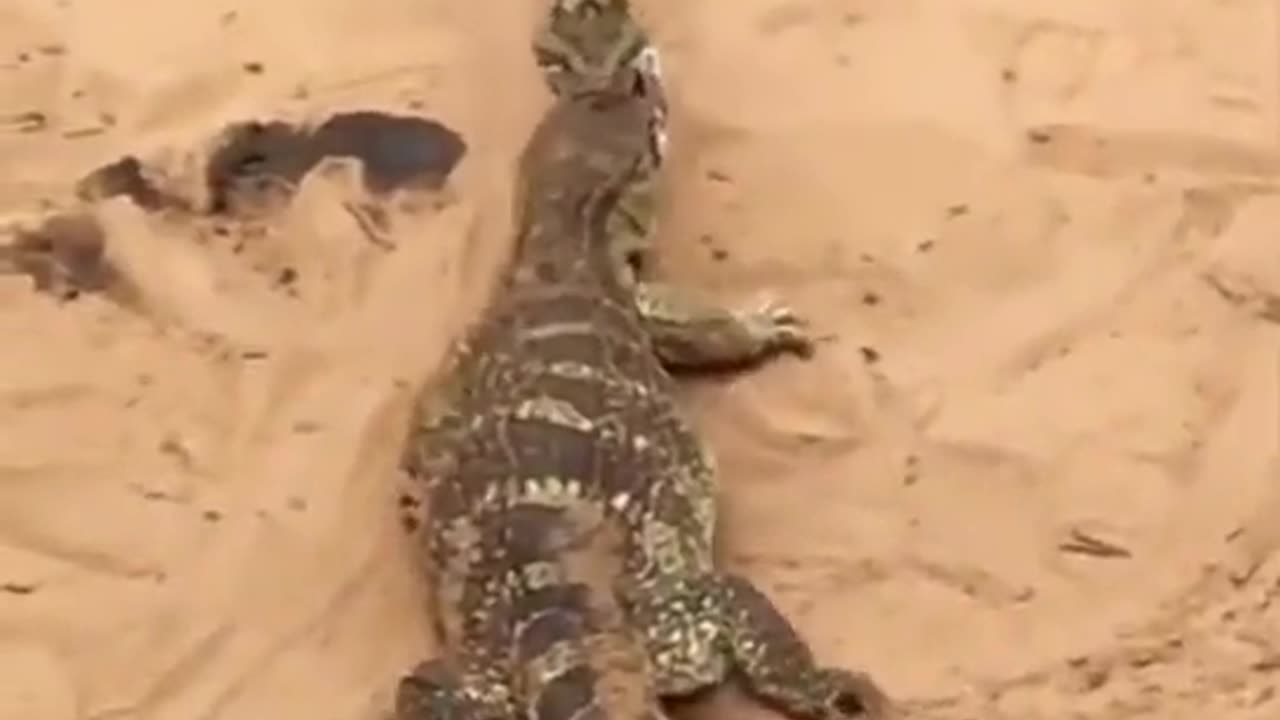 Snake Finishes Off Lizard