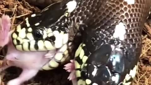 My Two Headed Snake eating. Yes both heads eat!