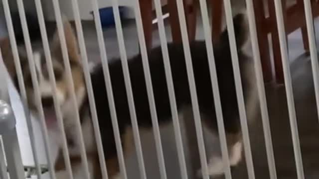 Dancing corgi😍