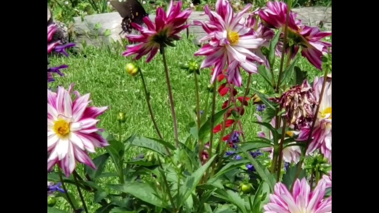 Swallowtail Butterfly